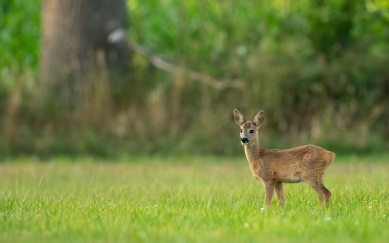Reh am Waldrand neben einer Wiese