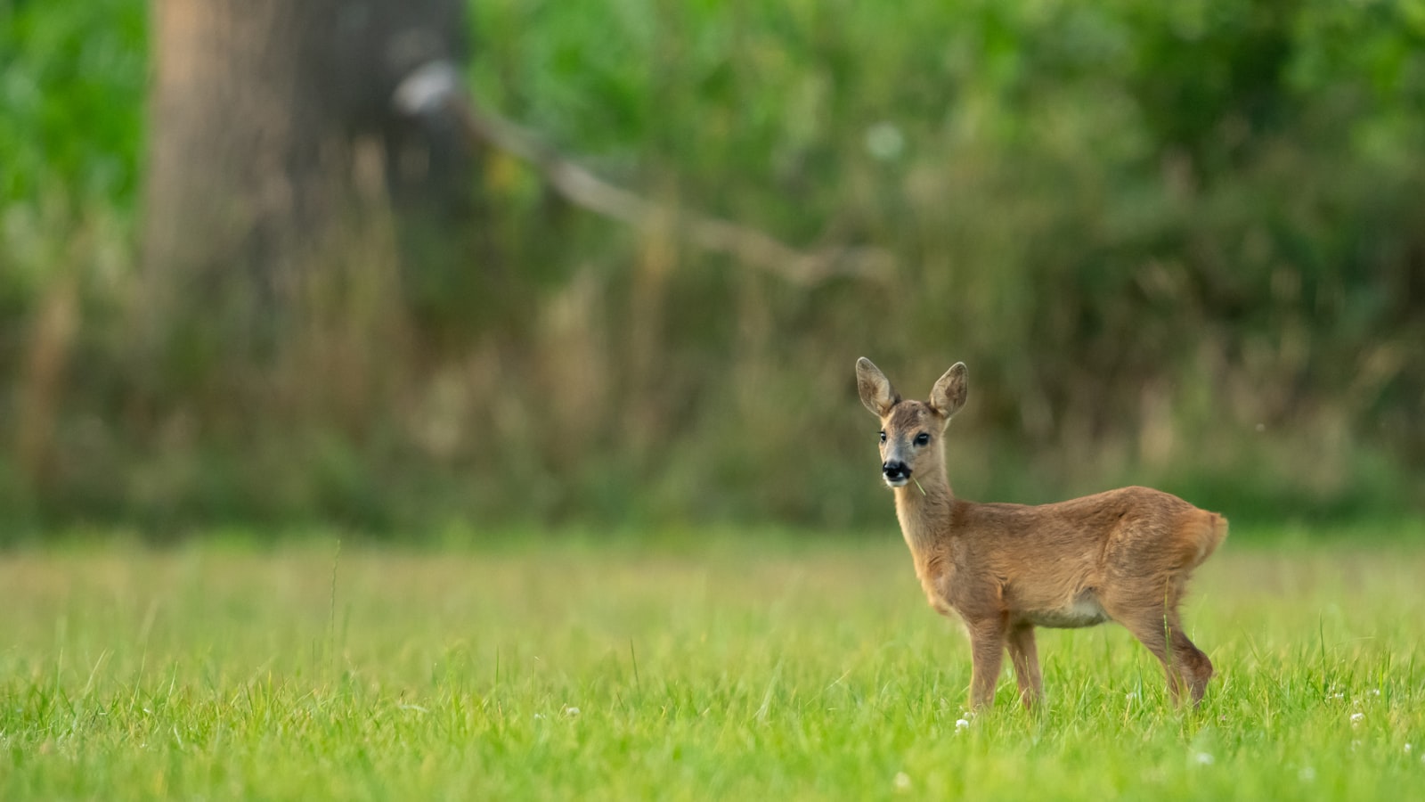 Reh am Waldrand neben einer Wiese